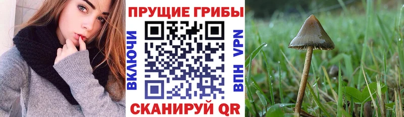 где найти наркотики  Усть-Илимск  Псилоцибиновые грибы прущие грибы 